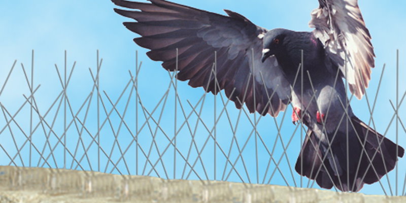 Birds Control Services in Bahrain