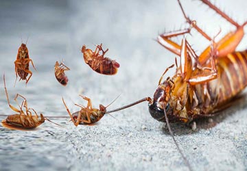 Cockroach Control Services in Bahrain
