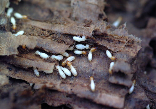 Termites Control in Bahrain