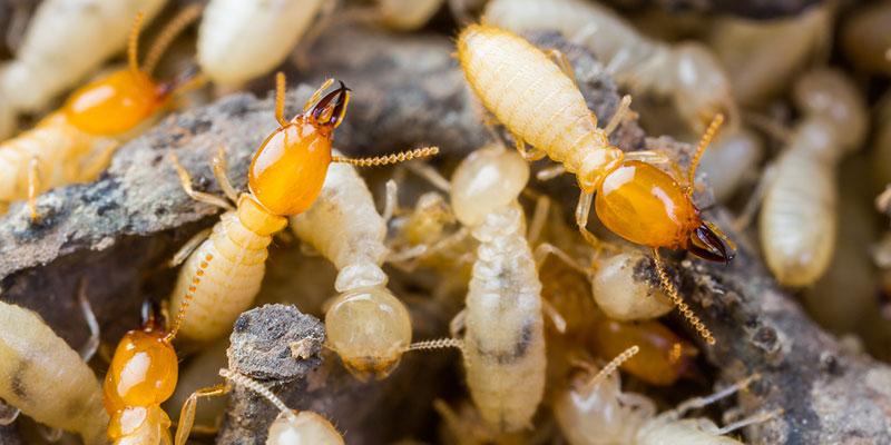 Termites Control in Bahrain